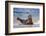 USA, California, La Jolla. a Seal on a Beach Along the Pacific Coast-Jaynes Gallery-Framed Photographic Print