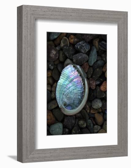 USA, California, La Jolla. Baby abalone shell on cobblestone beach.-Jaynes Gallery-Framed Photographic Print