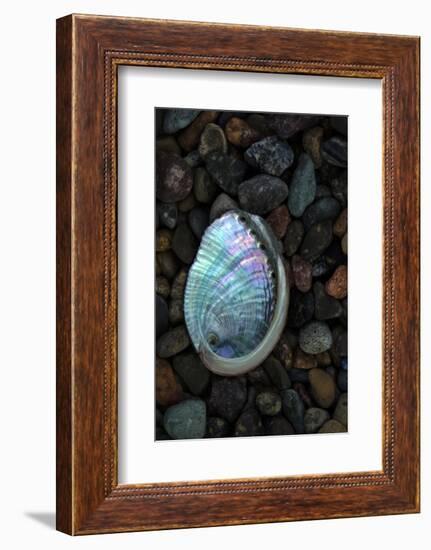 USA, California, La Jolla. Baby abalone shell on cobblestone beach.-Jaynes Gallery-Framed Photographic Print