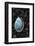 USA, California, La Jolla. Baby abalone shell on cobblestone beach.-Jaynes Gallery-Framed Photographic Print