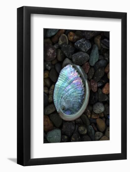 USA, California, La Jolla. Baby abalone shell on cobblestone beach.-Jaynes Gallery-Framed Photographic Print