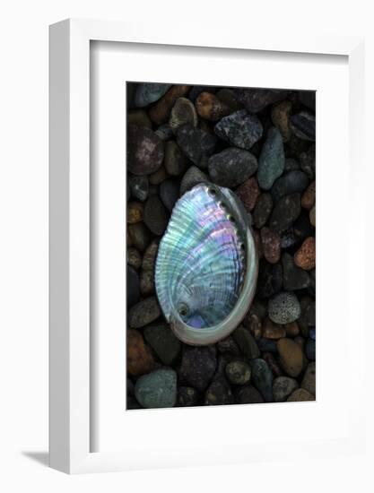 USA, California, La Jolla. Baby abalone shell on cobblestone beach.-Jaynes Gallery-Framed Photographic Print