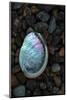 USA, California, La Jolla. Baby abalone shell on cobblestone beach.-Jaynes Gallery-Mounted Photographic Print