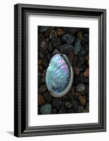 USA, California, La Jolla. Baby abalone shell on cobblestone beach.-Jaynes Gallery-Framed Photographic Print