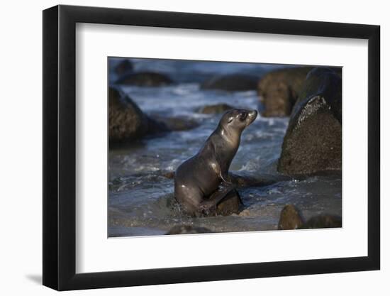 USA, California, La Jolla. Baby sea lion on beach rock.-Jaynes Gallery-Framed Photographic Print