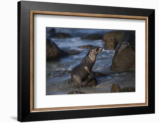 USA, California, La Jolla. Baby sea lion on beach rock.-Jaynes Gallery-Framed Photographic Print