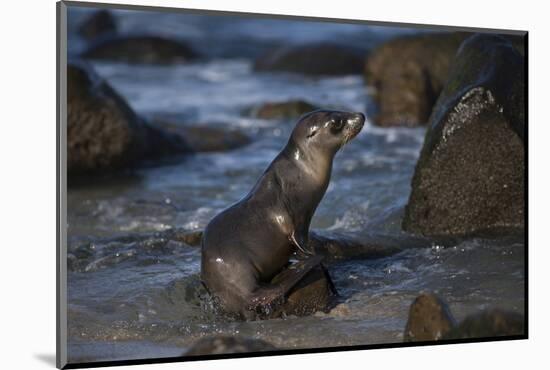 USA, California, La Jolla. Baby sea lion on beach rock.-Jaynes Gallery-Mounted Photographic Print