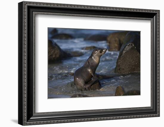 USA, California, La Jolla. Baby sea lion on beach rock.-Jaynes Gallery-Framed Photographic Print