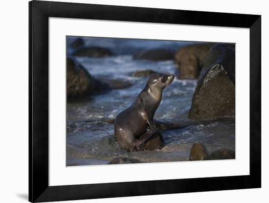 USA, California, La Jolla. Baby sea lion on beach rock.-Jaynes Gallery-Framed Premium Photographic Print