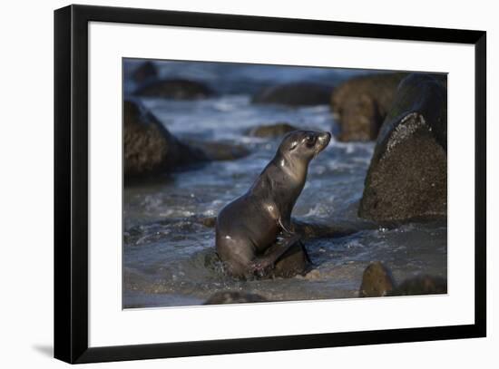 USA, California, La Jolla. Baby sea lion on beach rock.-Jaynes Gallery-Framed Premium Photographic Print