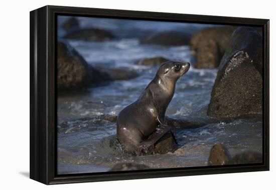 USA, California, La Jolla. Baby sea lion on beach rock.-Jaynes Gallery-Framed Premier Image Canvas