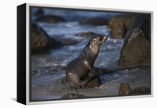 USA, California, La Jolla. Baby sea lion on beach rock.-Jaynes Gallery-Framed Premier Image Canvas