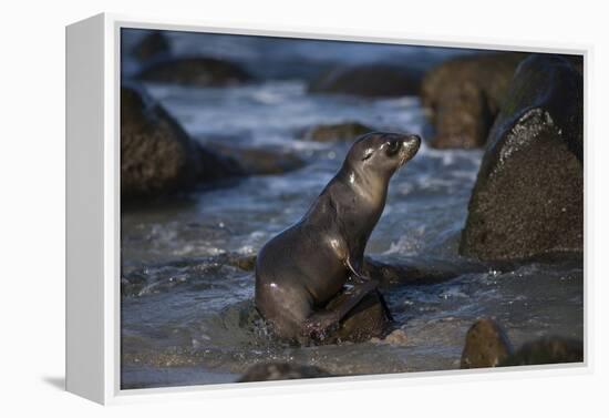 USA, California, La Jolla. Baby sea lion on beach rock.-Jaynes Gallery-Framed Premier Image Canvas