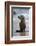 USA, California, La Jolla. Baby sea lion on beach.-Jaynes Gallery-Framed Photographic Print