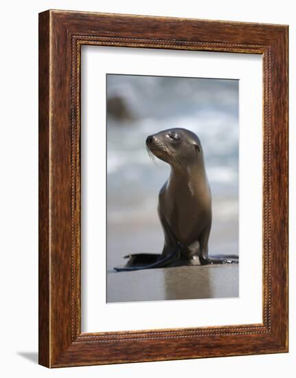 USA, California, La Jolla. Baby sea lion on beach.-Jaynes Gallery-Framed Photographic Print