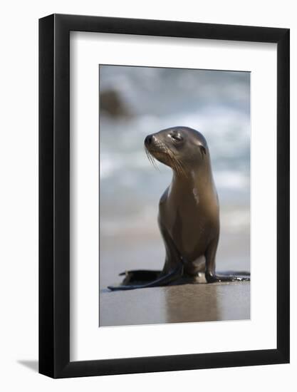 USA, California, La Jolla. Baby sea lion on beach.-Jaynes Gallery-Framed Photographic Print