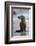 USA, California, La Jolla. Baby sea lion on beach.-Jaynes Gallery-Framed Photographic Print