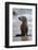 USA, California, La Jolla. Baby sea lion on beach.-Jaynes Gallery-Framed Photographic Print