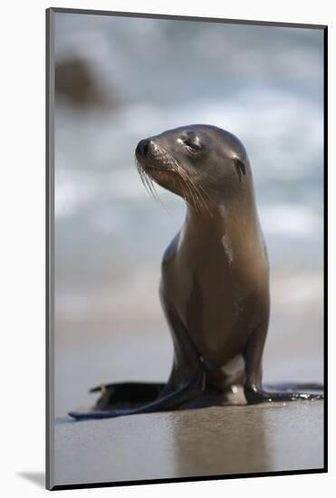 USA, California, La Jolla. Baby sea lion on beach.-Jaynes Gallery-Mounted Photographic Print