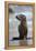 USA, California, La Jolla. Baby sea lion on beach.-Jaynes Gallery-Framed Premier Image Canvas