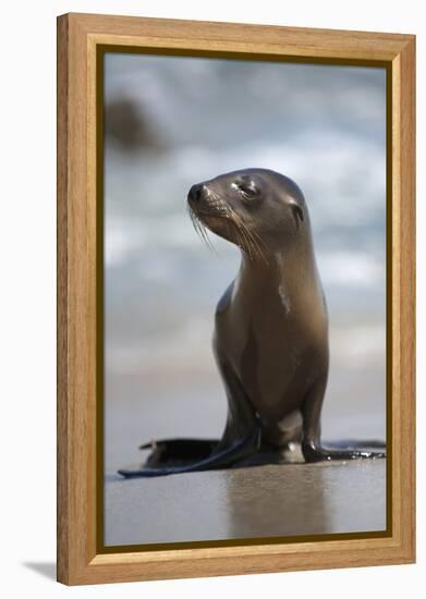 USA, California, La Jolla. Baby sea lion on beach.-Jaynes Gallery-Framed Premier Image Canvas