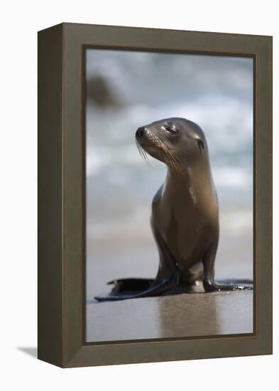 USA, California, La Jolla. Baby sea lion on beach.-Jaynes Gallery-Framed Premier Image Canvas