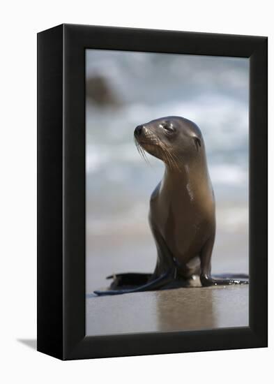 USA, California, La Jolla. Baby sea lion on beach.-Jaynes Gallery-Framed Premier Image Canvas