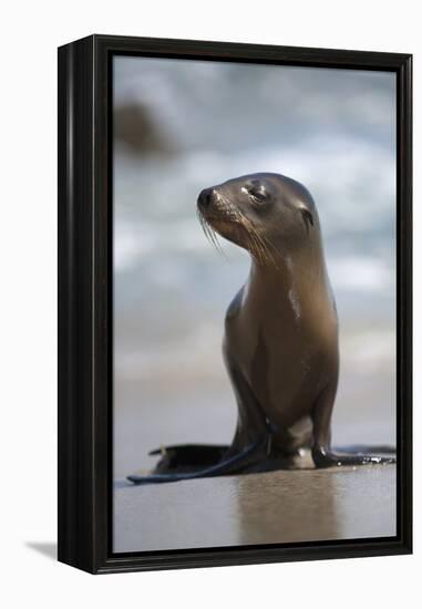 USA, California, La Jolla. Baby sea lion on beach.-Jaynes Gallery-Framed Premier Image Canvas