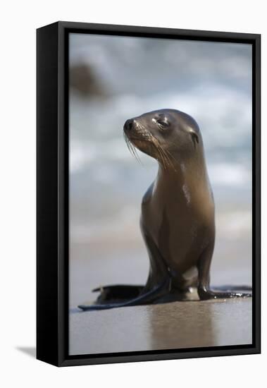 USA, California, La Jolla. Baby sea lion on beach.-Jaynes Gallery-Framed Premier Image Canvas