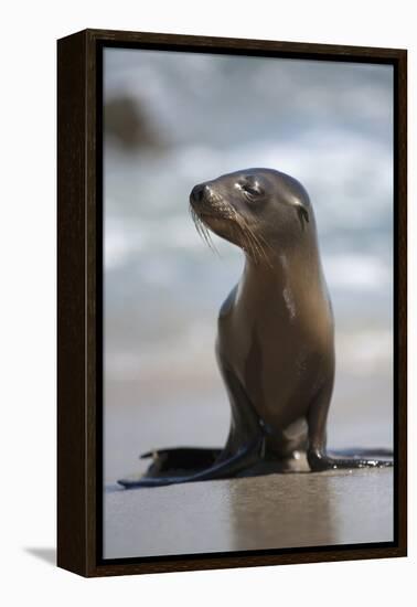 USA, California, La Jolla. Baby sea lion on beach.-Jaynes Gallery-Framed Premier Image Canvas