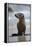 USA, California, La Jolla. Baby sea lion on beach.-Jaynes Gallery-Framed Premier Image Canvas