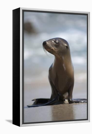 USA, California, La Jolla. Baby sea lion on beach.-Jaynes Gallery-Framed Premier Image Canvas