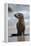 USA, California, La Jolla. Baby sea lion on beach.-Jaynes Gallery-Framed Premier Image Canvas