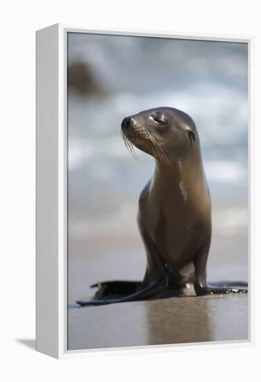 USA, California, La Jolla. Baby sea lion on beach.-Jaynes Gallery-Framed Premier Image Canvas