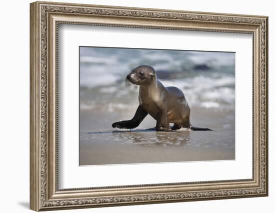 USA, California, La Jolla. Baby sea lion on beach.-Jaynes Gallery-Framed Photographic Print