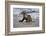 USA, California, La Jolla. Baby sea lion on beach.-Jaynes Gallery-Framed Photographic Print