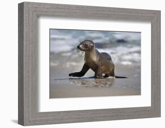 USA, California, La Jolla. Baby sea lion on beach.-Jaynes Gallery-Framed Photographic Print