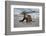 USA, California, La Jolla. Baby sea lion on beach.-Jaynes Gallery-Framed Photographic Print