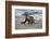 USA, California, La Jolla. Baby sea lion on beach.-Jaynes Gallery-Framed Photographic Print