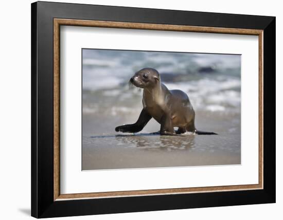 USA, California, La Jolla. Baby sea lion on beach.-Jaynes Gallery-Framed Photographic Print