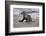 USA, California, La Jolla. Baby sea lion on beach.-Jaynes Gallery-Framed Photographic Print