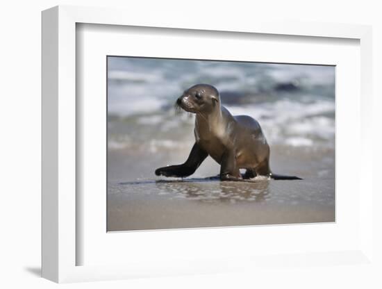 USA, California, La Jolla. Baby sea lion on beach.-Jaynes Gallery-Framed Photographic Print