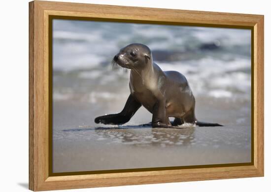 USA, California, La Jolla. Baby sea lion on beach.-Jaynes Gallery-Framed Premier Image Canvas