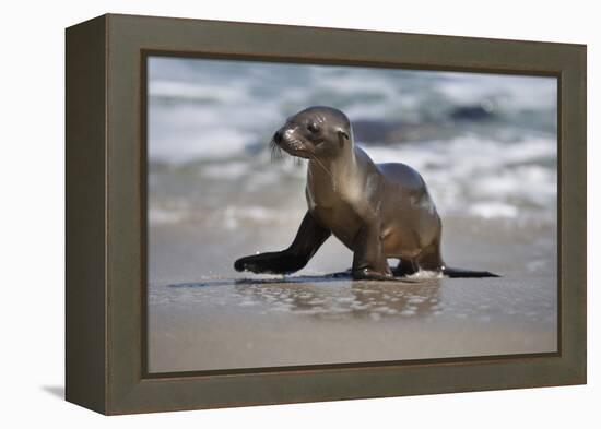 USA, California, La Jolla. Baby sea lion on beach.-Jaynes Gallery-Framed Premier Image Canvas