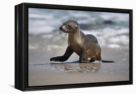 USA, California, La Jolla. Baby sea lion on beach.-Jaynes Gallery-Framed Premier Image Canvas