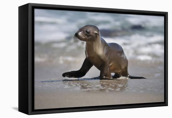 USA, California, La Jolla. Baby sea lion on beach.-Jaynes Gallery-Framed Premier Image Canvas