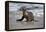 USA, California, La Jolla. Baby sea lion on beach.-Jaynes Gallery-Framed Premier Image Canvas