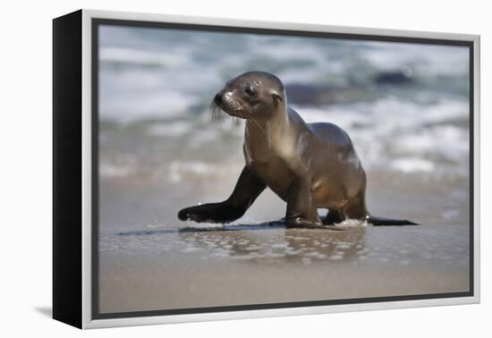 USA, California, La Jolla. Baby sea lion on beach.-Jaynes Gallery-Framed Premier Image Canvas