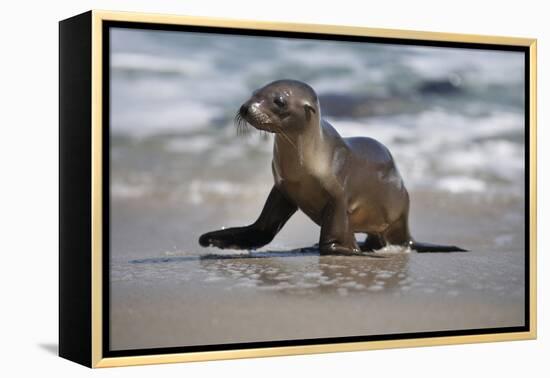 USA, California, La Jolla. Baby sea lion on beach.-Jaynes Gallery-Framed Premier Image Canvas