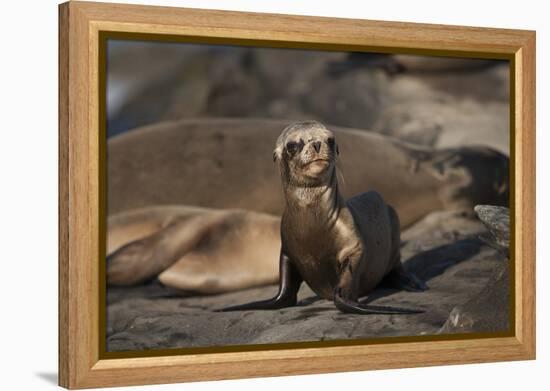 USA, California, La Jolla. Baby sea lion on sand.-Jaynes Gallery-Framed Premier Image Canvas